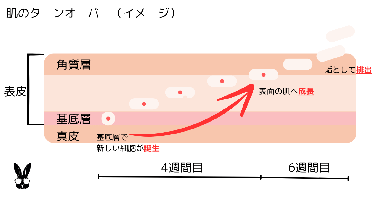 プロアクティブ・効果・出るまで・ターンオーバー